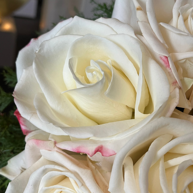 Auf einer Trauerfeier weiße Rosenblüten mit zarten rosa Rändern und grünen Blättern im Hintergrund.